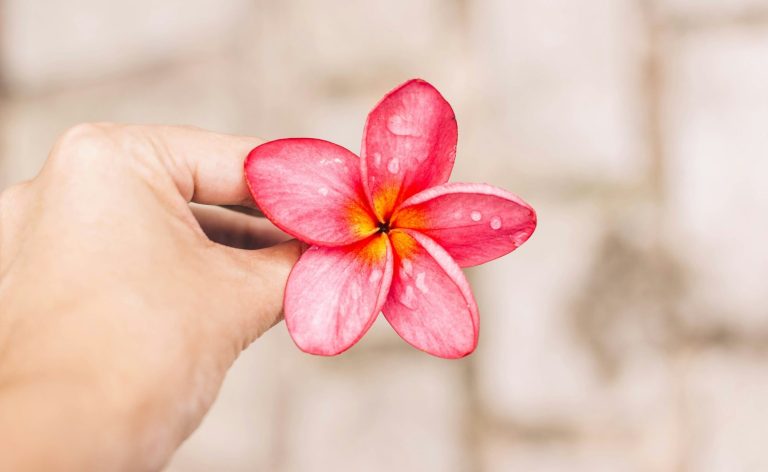 Fleur rose à cinq pétales représentant les 5 mouvements utilisés dans le shiatsu du cycle menstruel